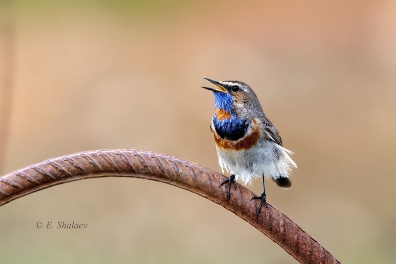 birds,bluethroat,luscinia svecica,варакушка,птица,птицы \