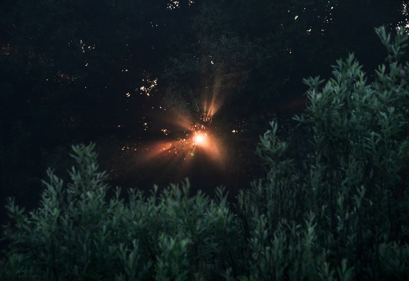 вечер, закат, ива, солнышко, солнце, листья, листва, деревья, свет, лучи Сквозь ивовые листьяphoto preview