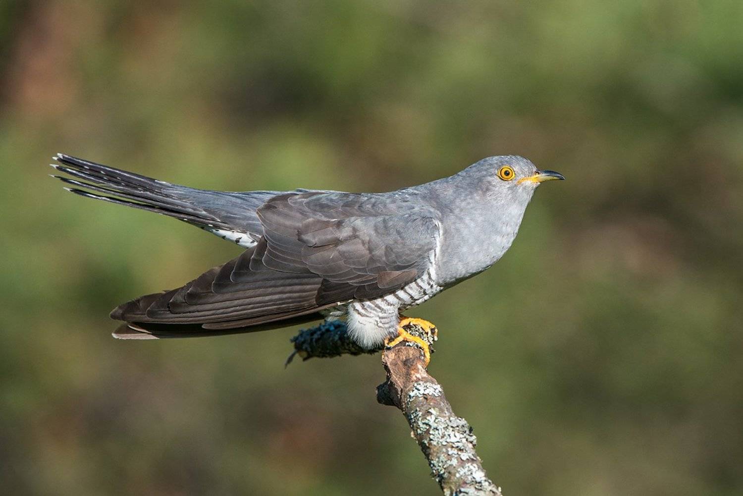 Кукушка. Автор: Сумников Алексей , Сумников Алексей