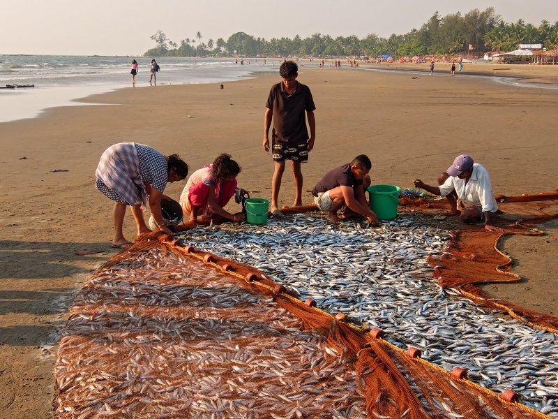 индия,гоа,рыбаки,вечер,рыба Вечерний уловphoto preview