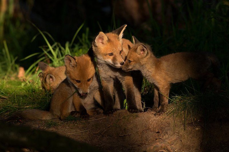 fox,animals FOXphoto preview