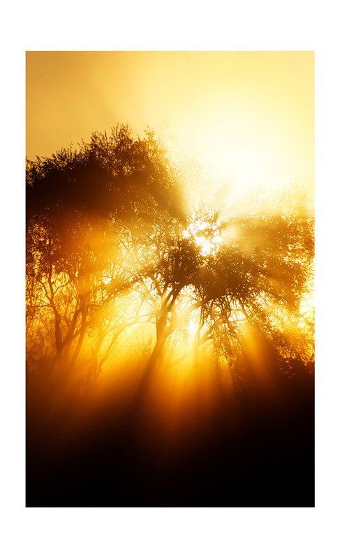 Про солнечное деревоphoto preview