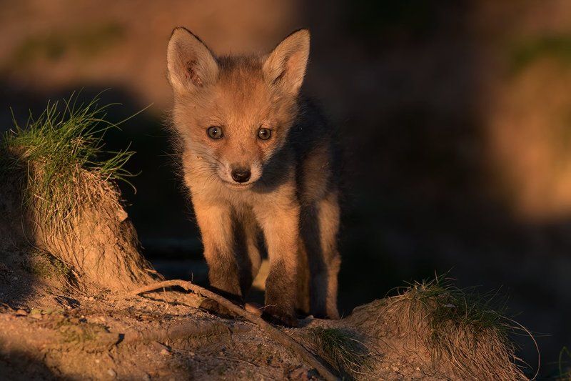 animals,fox. FOXphoto preview