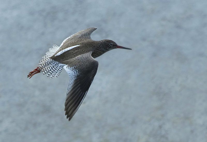 Chevalier gambettephoto preview