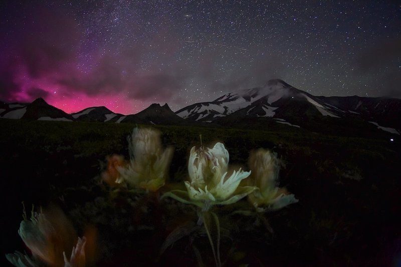 камчатка, ночь, вулкан, цветы, полярное сияние, звезды Краски камчатской ночиphoto preview