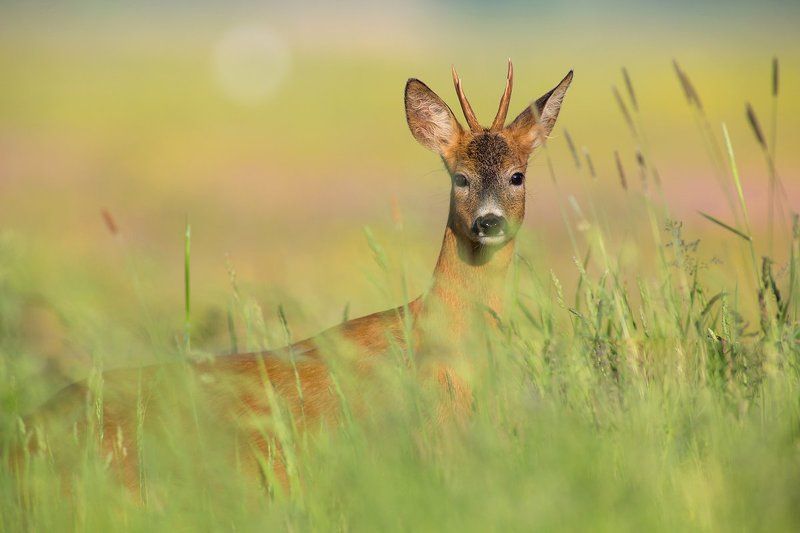 Young goatphoto preview