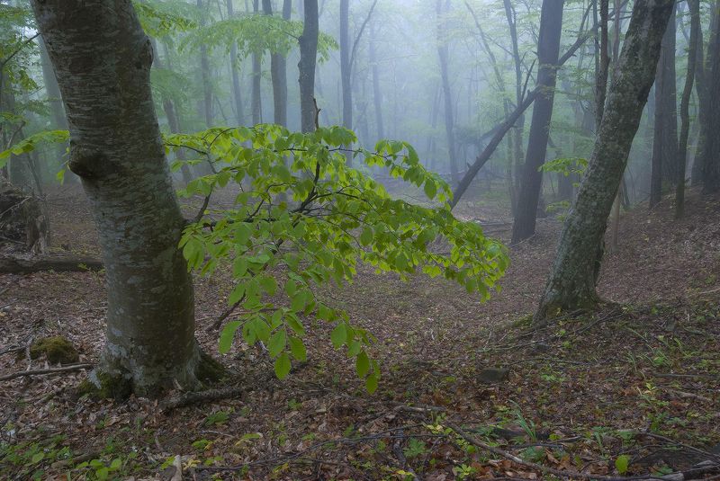 Майский лес.photo preview