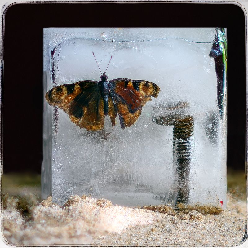 ph. «butterfly»photo preview