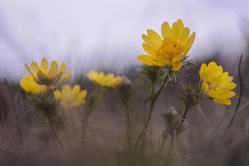 адонис, природа, май, весна, цветок, первоцвет, растения, природа, день, макро, россия, татарстан, пробуждение, адонис весенний Первоцветыphoto preview