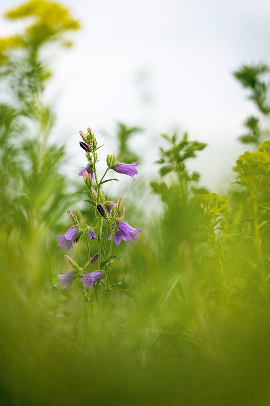 цветы,цветок,макро,растения,боке,колокольчик,bell,macro,flower,plant,bokeh Никто кроме тебяphoto preview