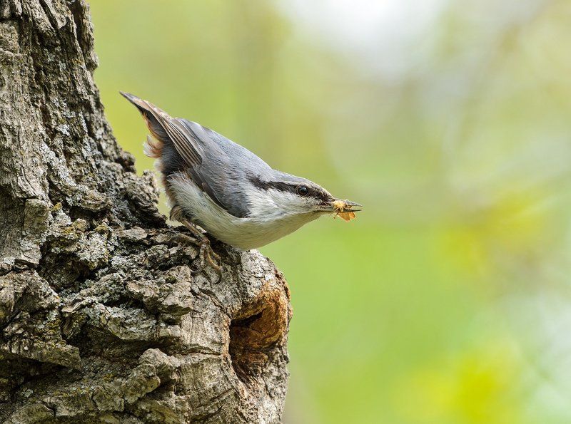 поползень поползеньphoto preview