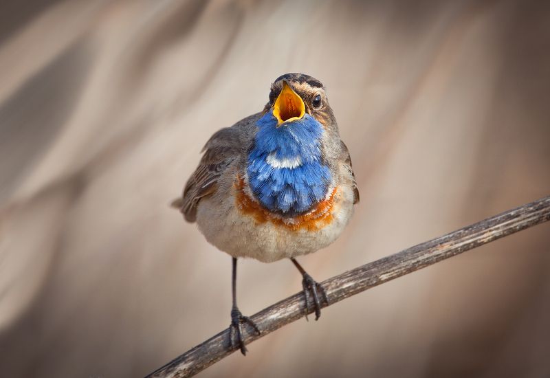 Варакушкаphoto preview