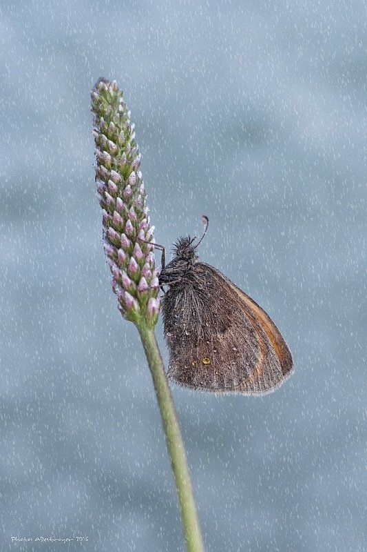 nature macro butterfly Fall Like Rainphoto preview