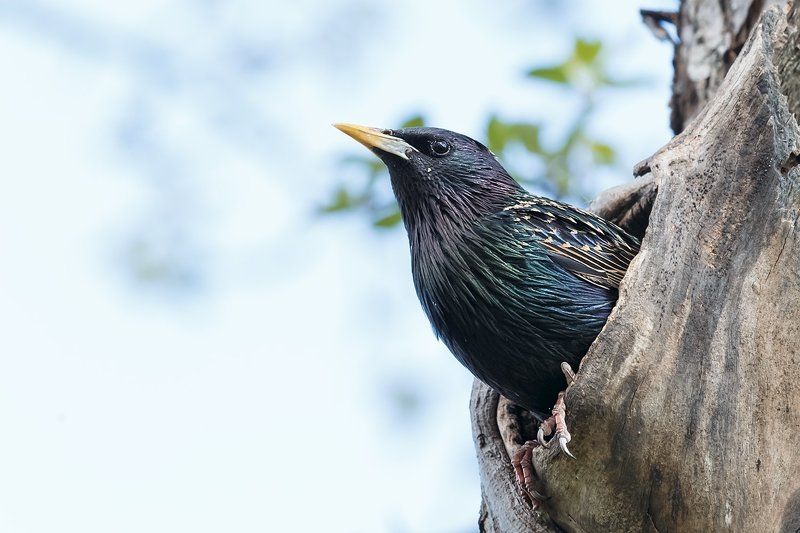 Из жизни скворцовphoto preview