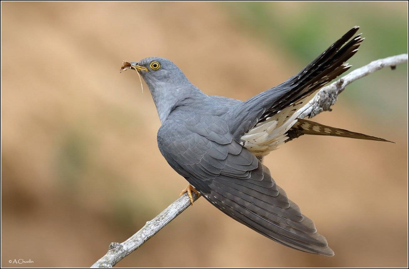 Кукушка. Автор: Александр Чувилин птица,кукушка, Александр Чувилин