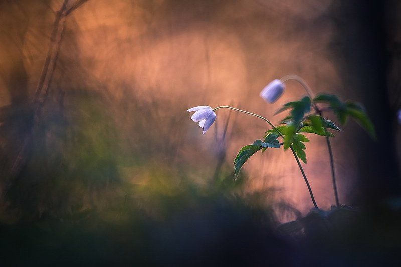 Я рядом фото превью