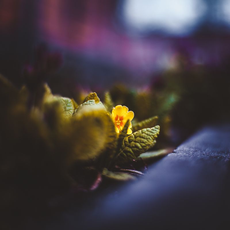 ботанический сад, макро, цветы, зелень, природа В ботаническом садуphoto preview