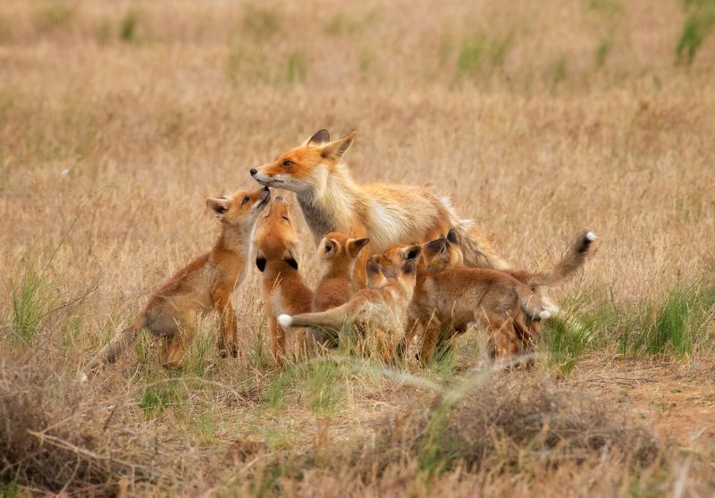 лиса, калмыкия, степь Мама вернулась!photo preview