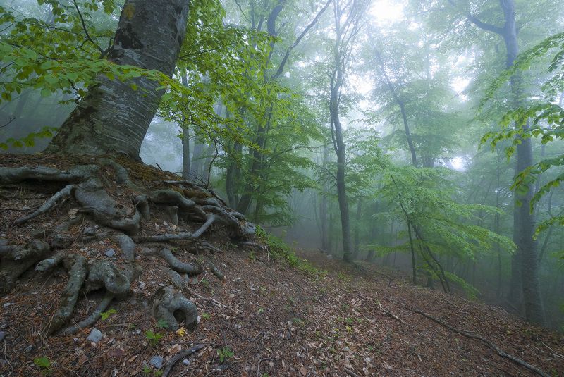 Старый бук. Видать и царя-батюшку помнит...photo preview