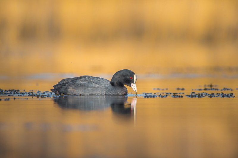 Лысуха.Завтрак.photo preview