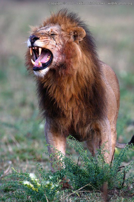 фотосафари, мастер-класс, кения, африка, фотографировать, дикие животные The Lion Kingphoto preview