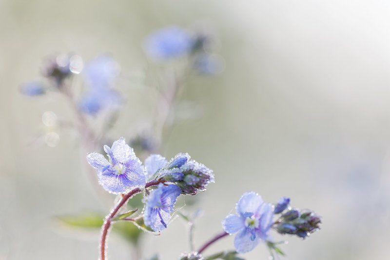 Одним майским утром...photo preview