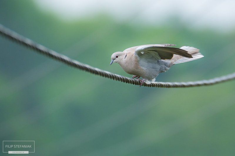 Equilibristphoto preview