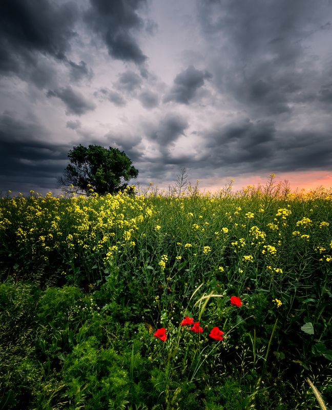 spring,field,tree,sunset,poppy,grass,flowers,clouds,dramatic,sky In the fieldphoto preview