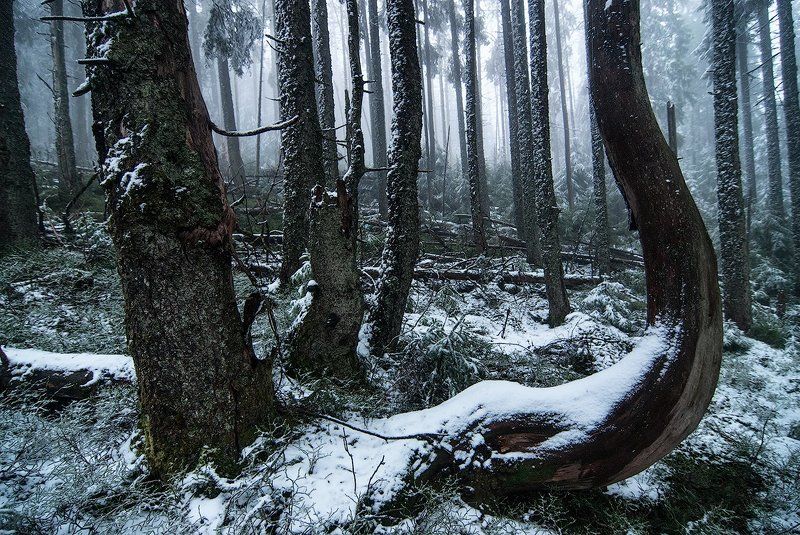 Поздний майphoto preview