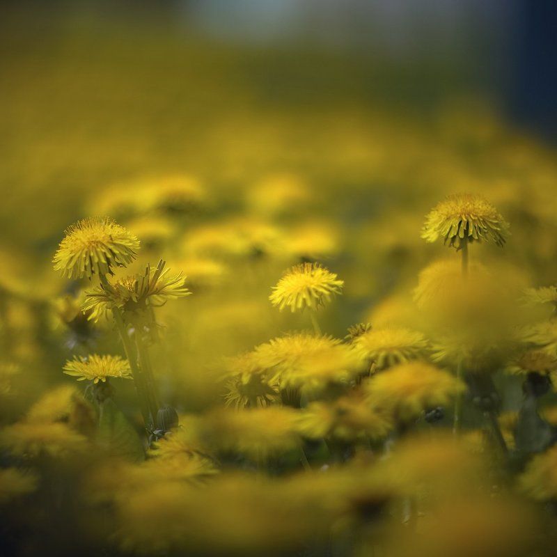 Трава - золотая головаphoto preview