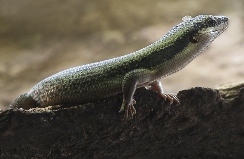 Scinque #photo preview