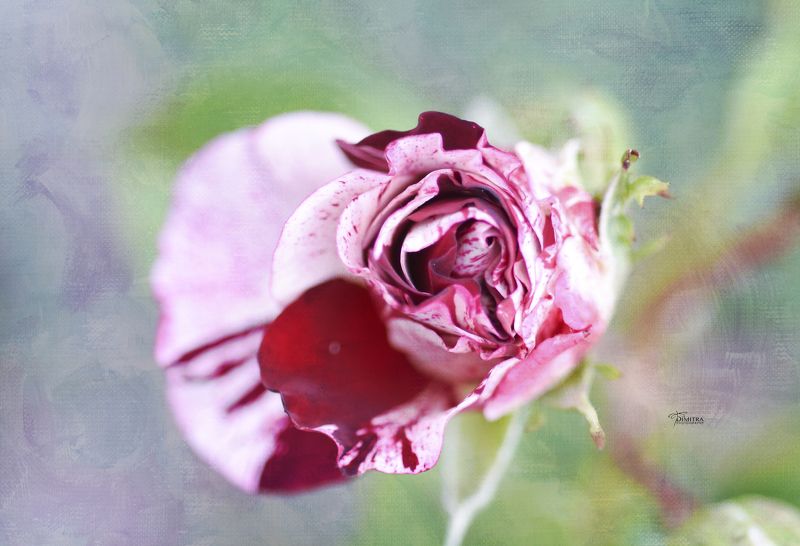 Лето пахнет розамиphoto preview