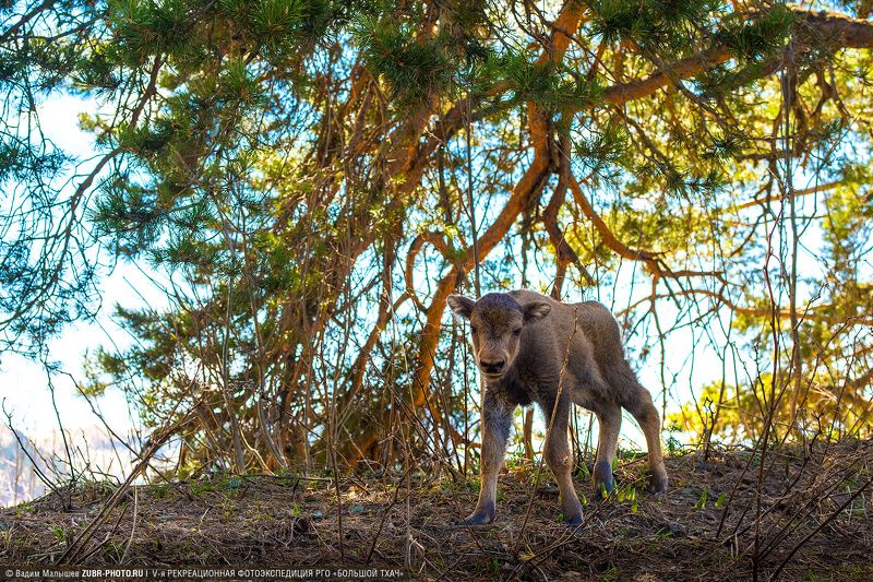 зубр, животные, кавказ, адыгея, горы, дикие, Первая встречаphoto preview
