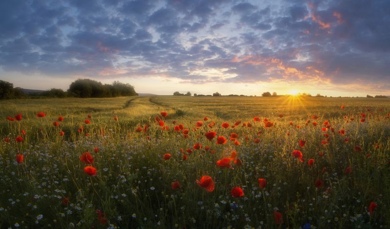 landscape,poppies,пейзаж,природа,nature,flowers,colors,red,fields,sunlight,clouds Poppies sunset.photo preview