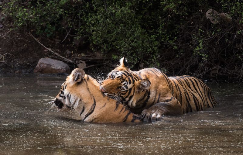 Тигрячьи нежностиphoto preview