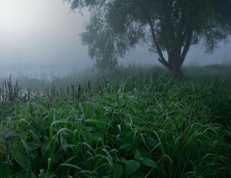 Утро крапивыphoto preview