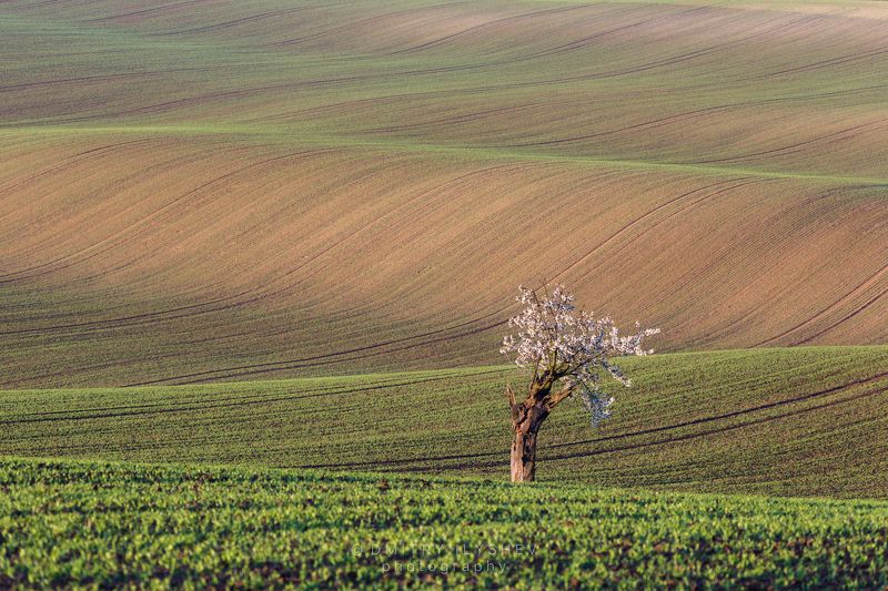 моравия, чехия, пейзаж, европа, утро, рассвет, поля, южная моравия, фототур Моравская безмятежностьphoto preview