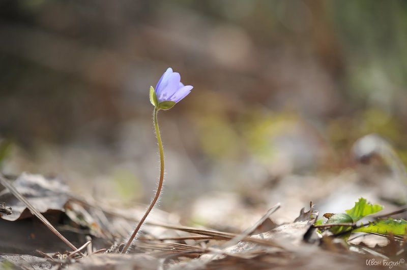 подснежник, печёночница, весна, лес photo preview