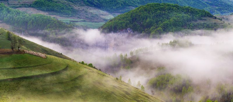 nature,colors,mist,fog,trees,earth,apuseni, The battle for earthphoto preview