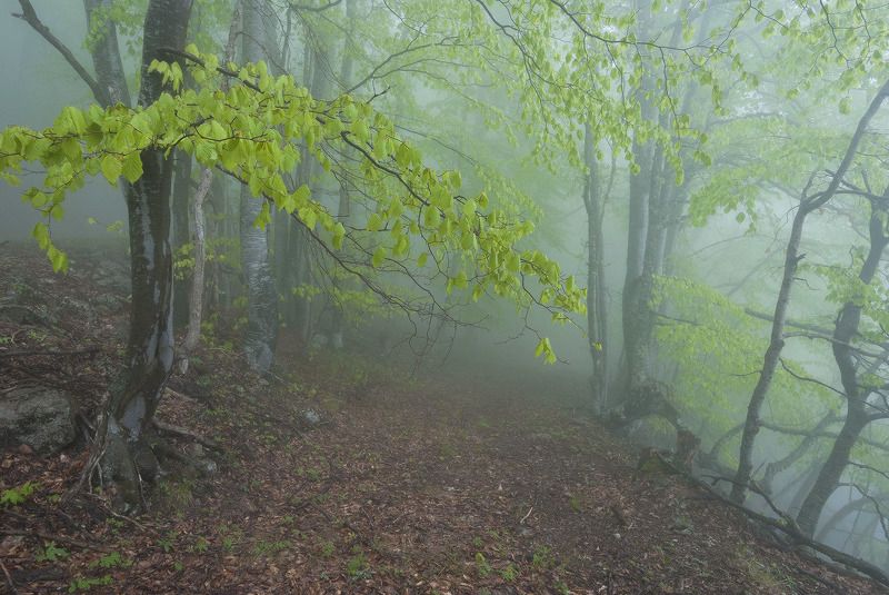 Пробуждение.....photo preview