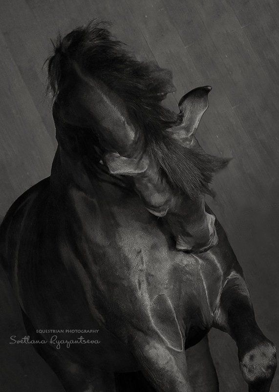 horse, black, monochrome, head, portrait, лошадь, лошади, монохром, портрет графичныйphoto preview