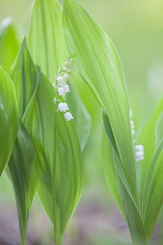 Майская нежность.photo preview