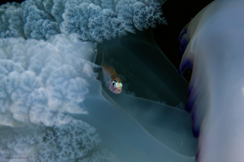 малек ставридки в щупальцах медузы корнерота. Я и мой дом.photo preview