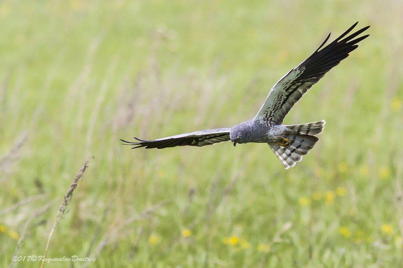 Лунь полевойphoto preview