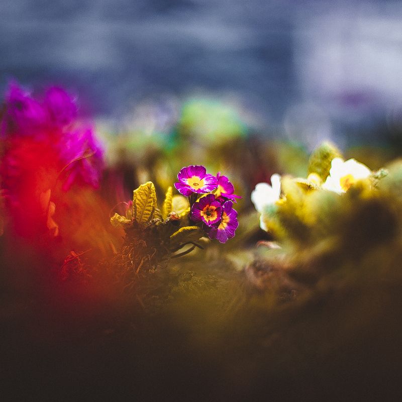 ботанический сад, макро, цветы, зелень, природа В ботаническом садуphoto preview