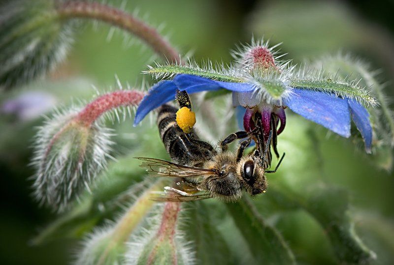 макро; пчела ; мёд * * *photo preview
