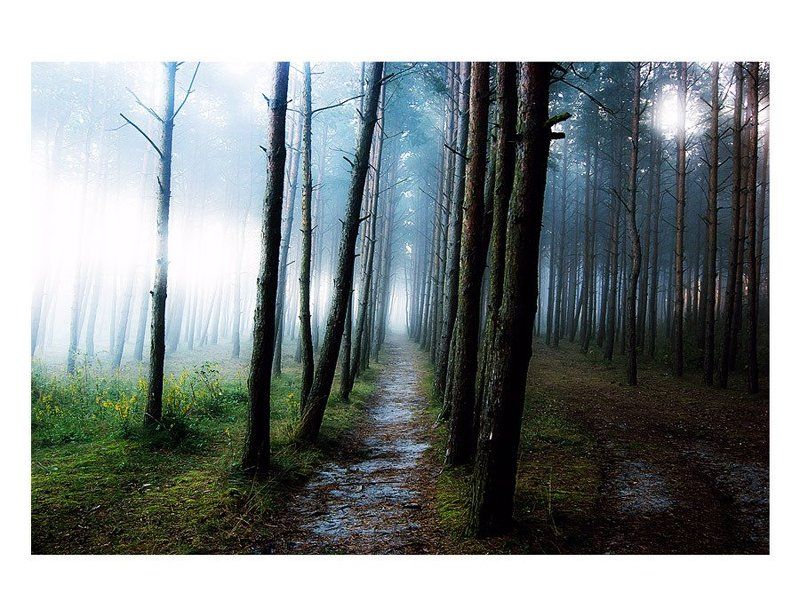 Про туманный лесphoto preview