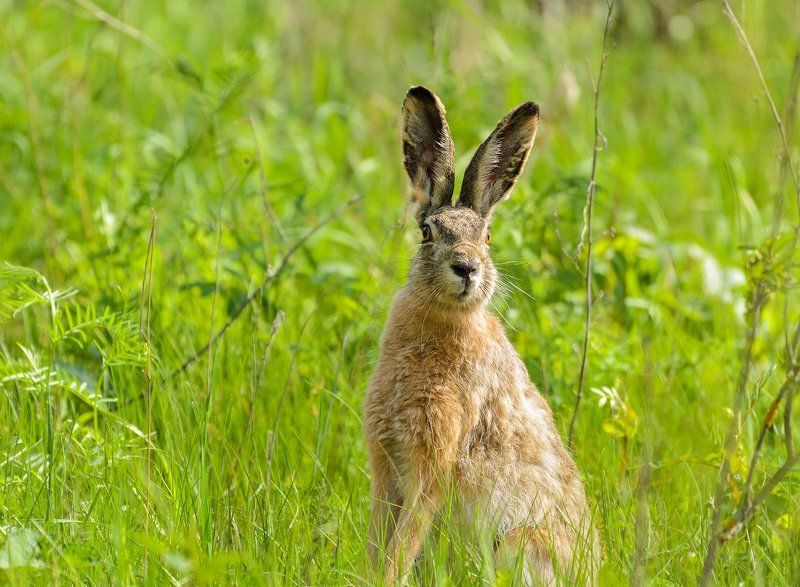 заяц зайчикphoto preview