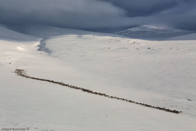 олени, стадо, полярный урал, зима Стадо.photo preview