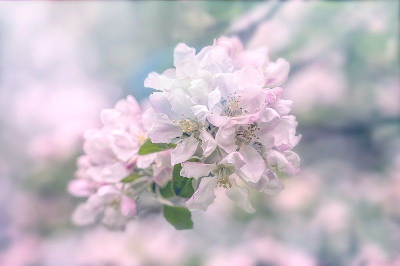 весна, яблони, цветение Яблони цветут...photo preview